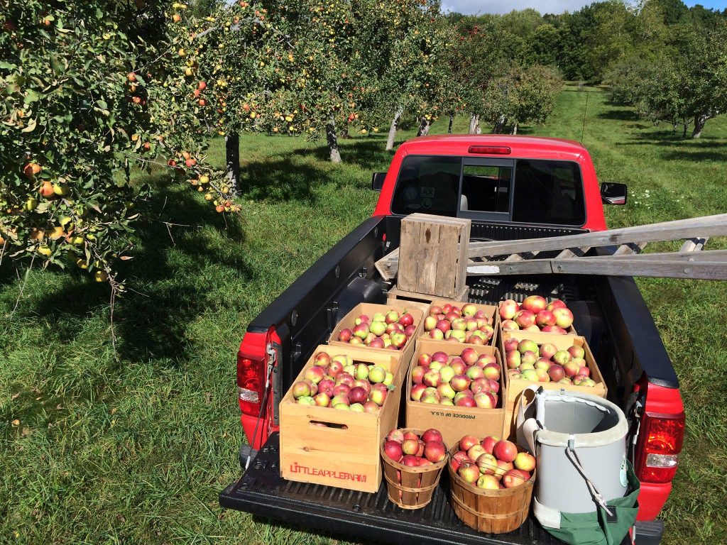 Little Apple Cider Apples in truck