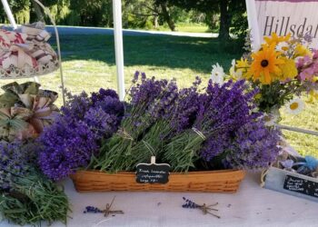 Lavender flowers for sale